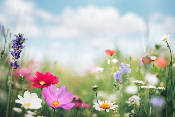 Idyllic summer meadow full of colorful flowers.